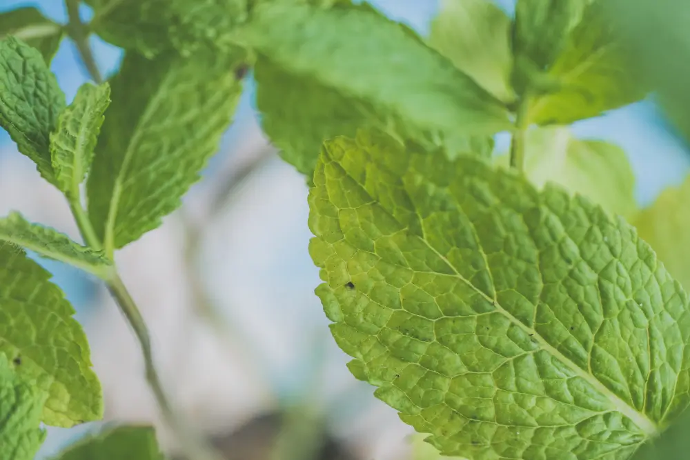 листа от Маточина