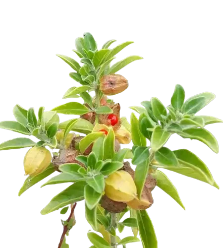 Ashwagandha-removebg-preview