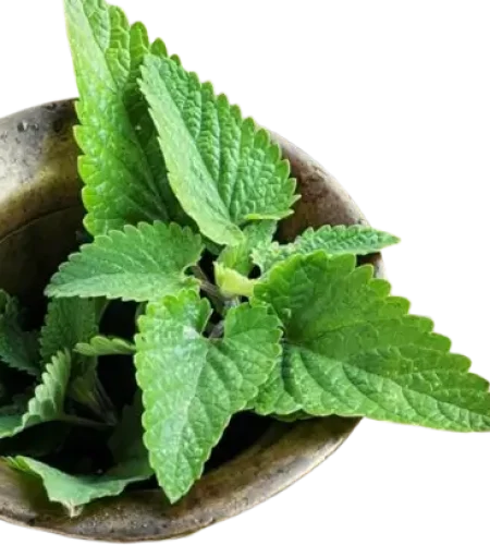 Маточина растение